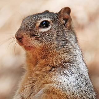 Zion - Narrows - Rock squirrel